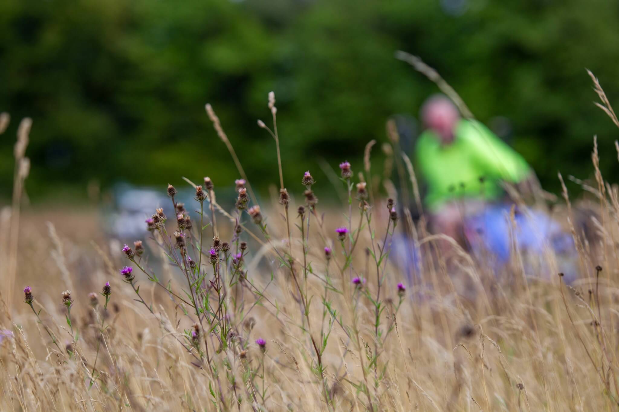 Brush harvesting close view
