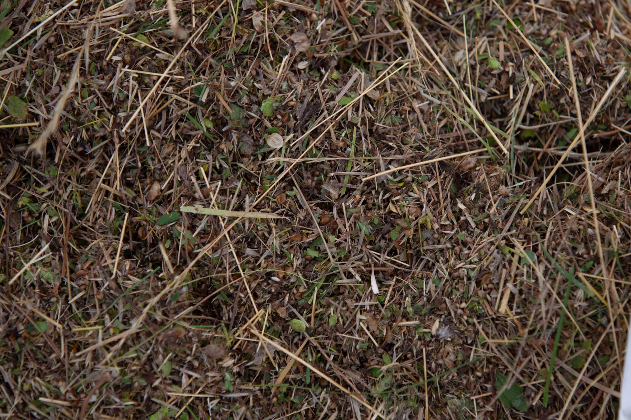 Raw harvested seed sample
